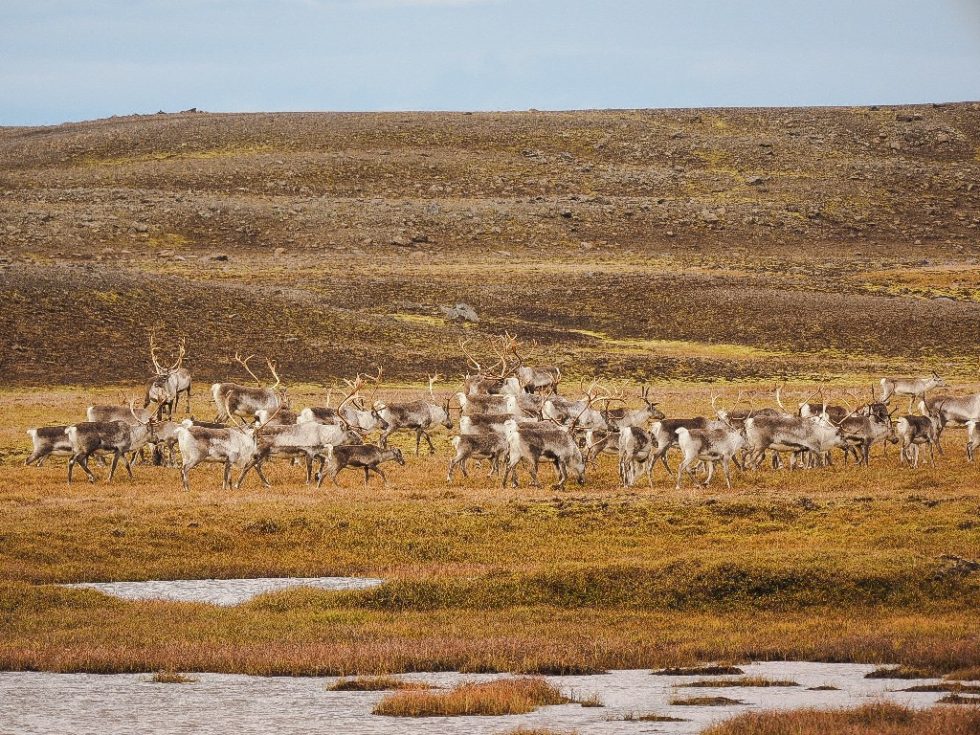 Reindeer in East Iceland Visitegilsstadir